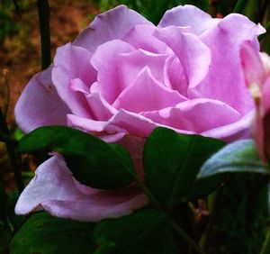 Close-up of pink rose blooming outdoors