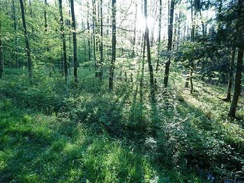 Scenic view of forest