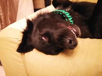 Close-up of dog relaxing on sofa at home