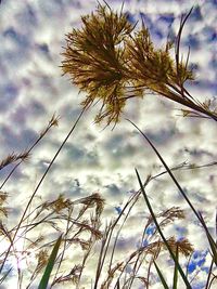 Low angle view of trees against cloudy sky