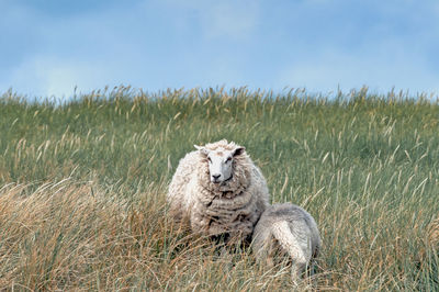 Sheep on field against sky