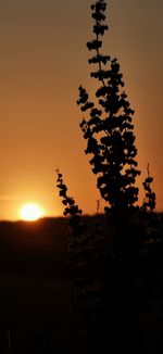 Silhouette tree on field against sky during sunset