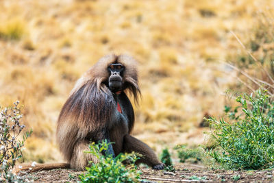 Monkey sitting on field