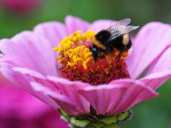 Close-up of bee pollinating on pink flower