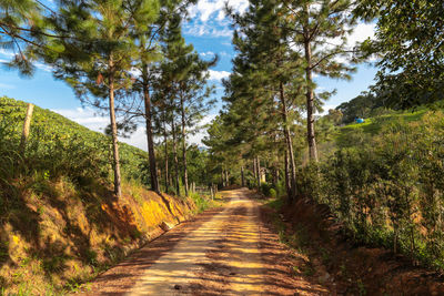 Footpath along trees