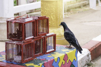 Close-up of bird perching on wall