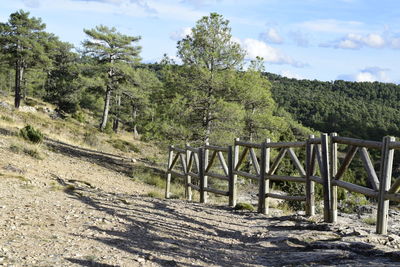Scenic view of trees in forest against sky