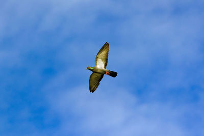 Low angle view of seagull flying in sky