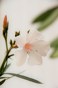 Close-up of white flower tree