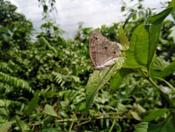 Close-up of butterfly on leaf