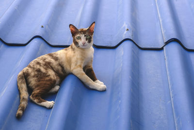 Female three-colored thai cats lie about on a blue tiled roof.