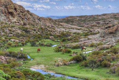 View of sheep grazing in field
