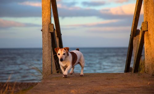 Dog looking away while standing on wood against sea