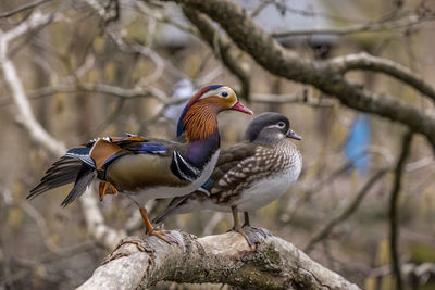 Close-up of birds perching on tree