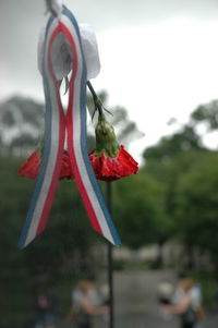 Close-up of red rose