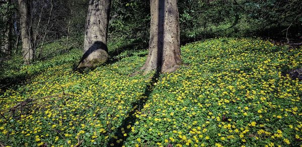 Yellow flowering plants on land in forest