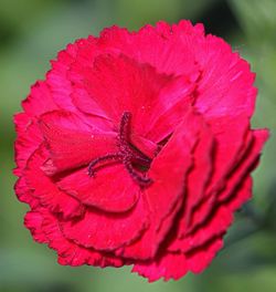 Close-up of butterfly on pink flower