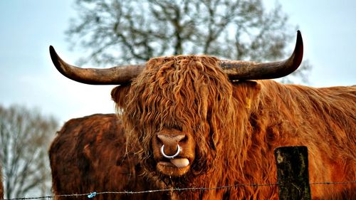 Close-up of highland cattle