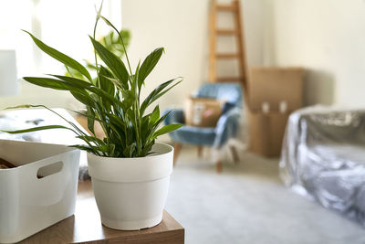 Close-up of potted plant on table