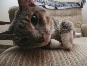 The essential meatball, part ii