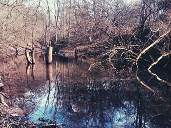 Bare trees by lake