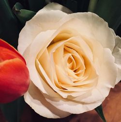 Close-up of rose blooming outdoors