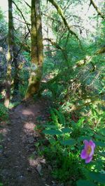 Trees growing in forest