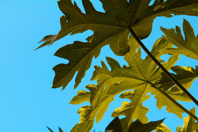 Low angle view of leaf against clear sky