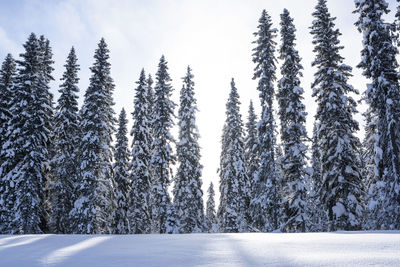 Close-up of snow covered trees against sky