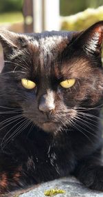 Close-up portrait of a cat