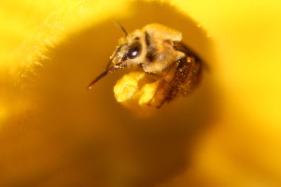 Close-up of insect on yellow flower