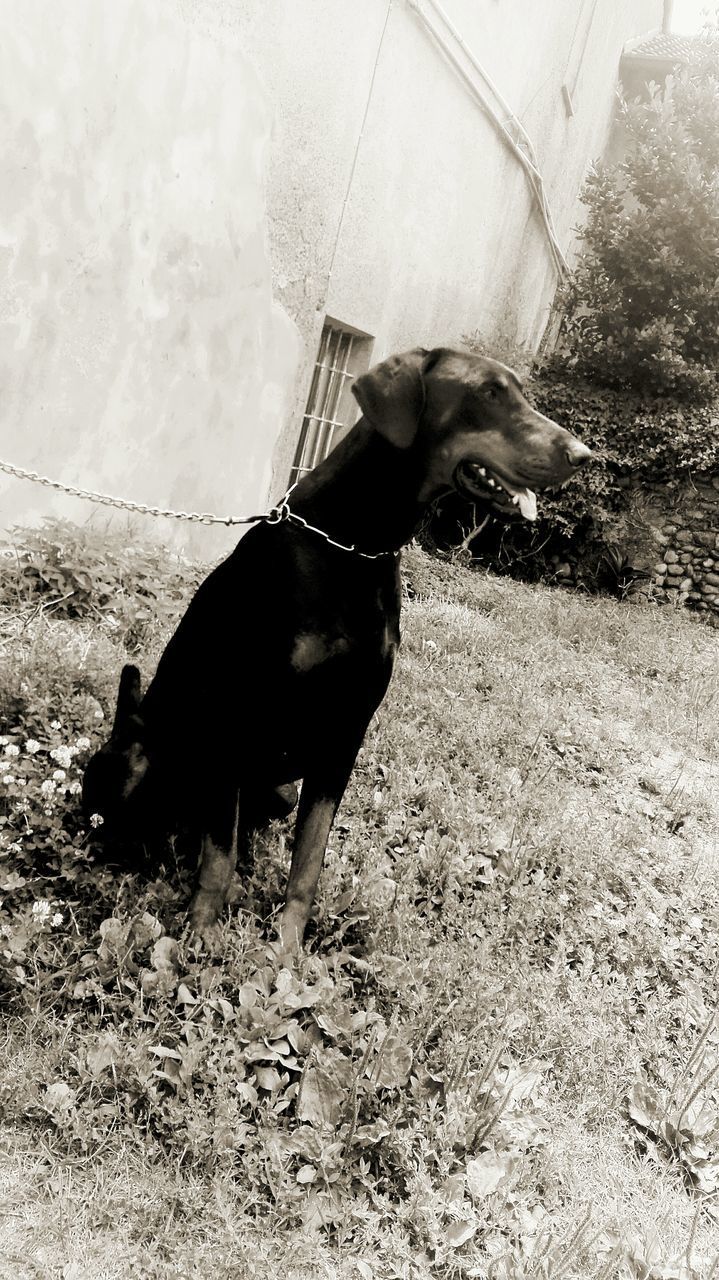 DOG STANDING ON FIELD AGAINST SKY