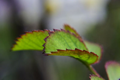 Close-up of leaves