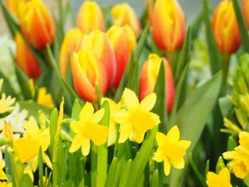 Close-up of yellow tulips