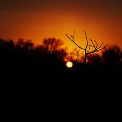 Close-up of silhouette plant against sky at sunset