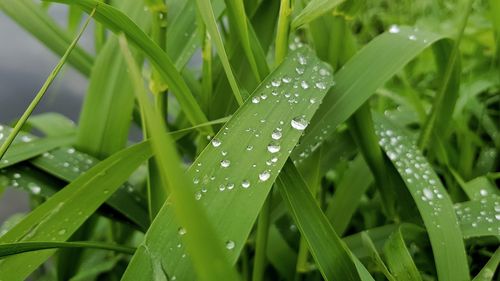 Close-up of wet plant leaves during rainy season