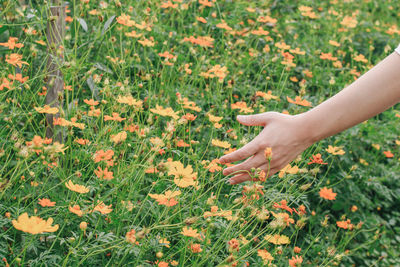 Cropped hand touching flowers in field