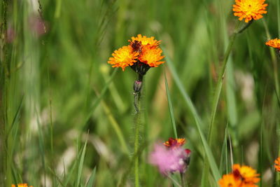 Close-up of orange flowering plants