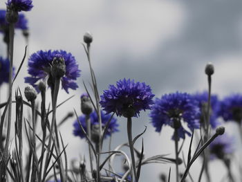 Close-up of purple flowers