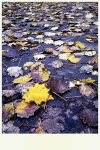 Fallen leaves on ground