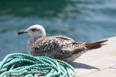 Seagull perching on retaining wall by sea