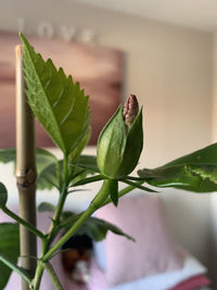 Close-up of green plant