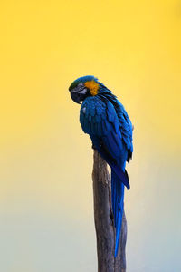 Macaw perching on wooden post against sky