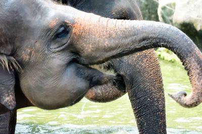Close-up of elephant in zoo