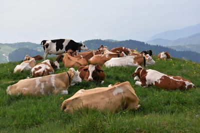 Cows on grassy field against sky