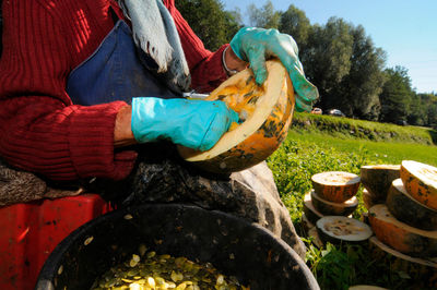 Pumpkin harvest on a pumpkin field on a sunny autumn day