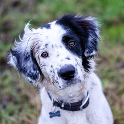 Portrait of dog