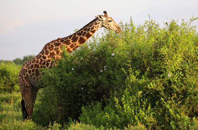 Massai-giraffe im tsavo-ost nationalpark, kenia