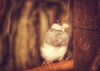 Close-up of bird perching outdoors