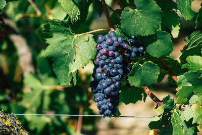 Close-up of grapes growing in vineyard